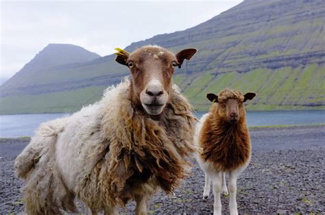 Colors and Markings of Faroese Sheep: numerous, varied, and wonderful ...