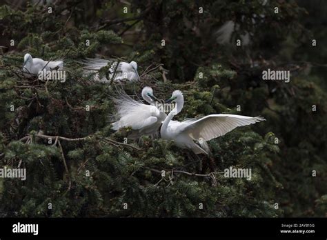 beautiful great egret nesting Stock Photo - Alamy