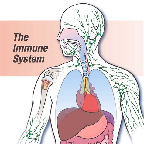 The Immune System