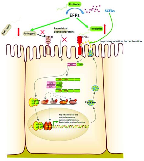 Polysaccharide degradation mechanisms of intestinal bacteria. (A ...