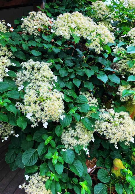 10 climbing hydrangea varieties 🌿 🌼 A comprehensive guide to choices