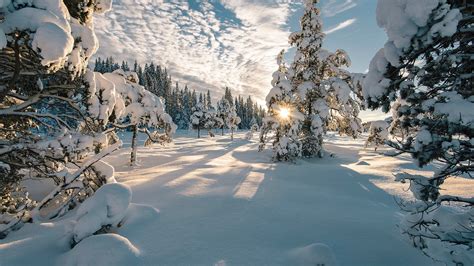 winter, forest, mountain, sun, snow, slope, beautiful, frost HD Wallpaper