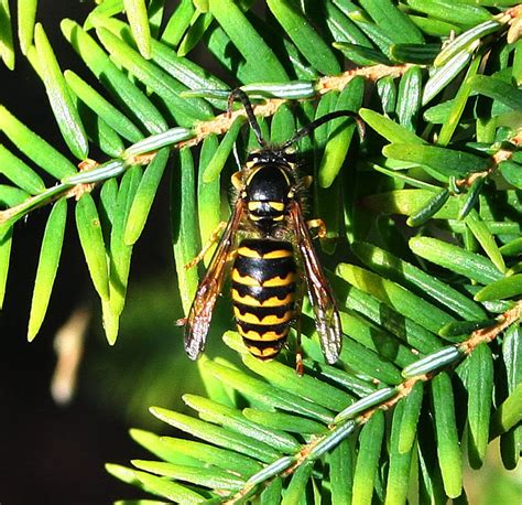 One species a day: German Yellowjacket