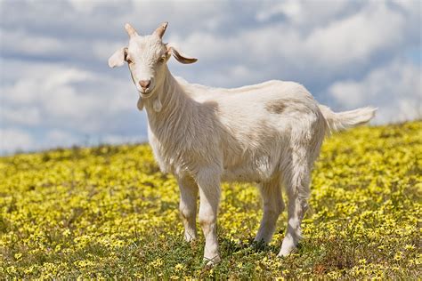 File:Domestic goat kid in capeweed.jpg - Wikipedia