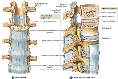 9.4: Intervertebral joints contain intervertebral discs and ligaments ...