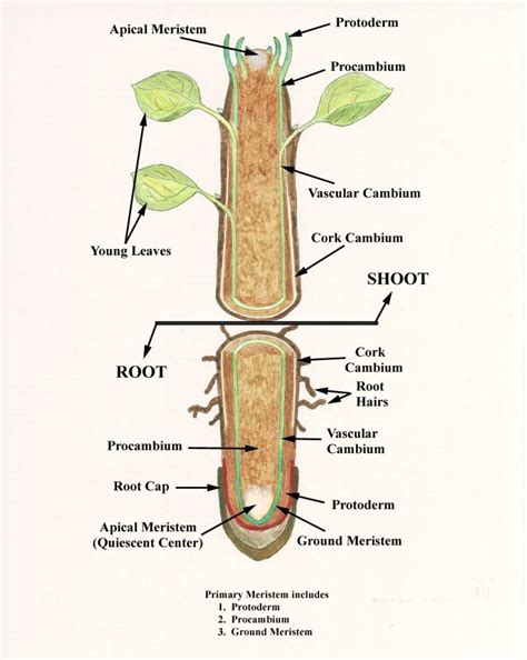 Internal Structure of Root | hubpages