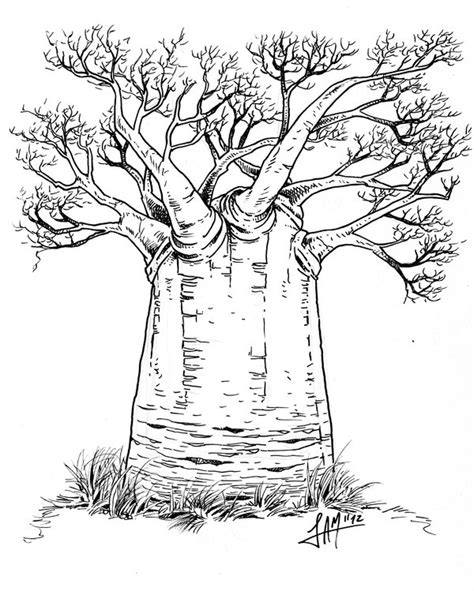 Baobab Tree Drawing at GetDrawings | Free download