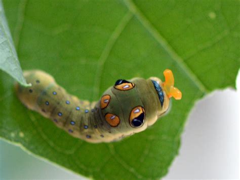 Spicebush swallowtail – Our Habitat Garden