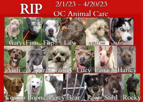 OC’s animal shelter still a killing zone – Orange County Register