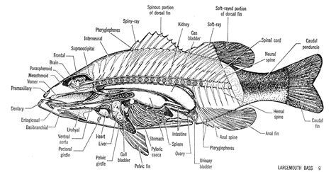 Fish Bone Anatomy