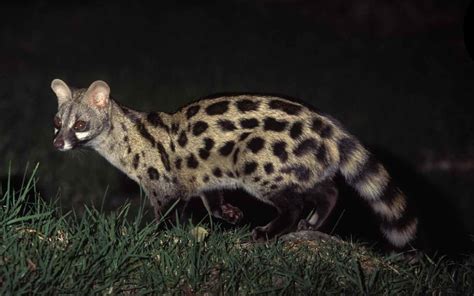 The Genet: Europe’s Mysterious Fierce Carnivore – Animal Encyclopedia