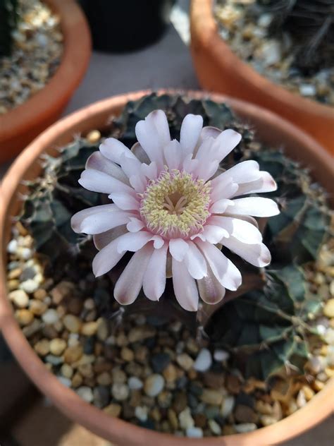 Green Gymno and her flower, a simply beauty in my greenhouse:) : r/cactus