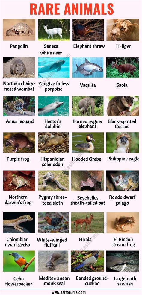 List of Animals: A Big Lesson of Animal Names with the Pictures! - ESL ...