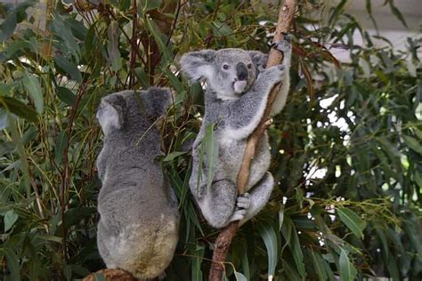 The First Koala Sanctuary in Queensland and the World: Lone Pine Koala ...