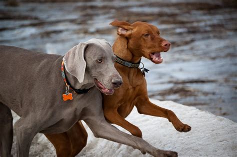 Weimaraners vs Vizslas - What Makes Them Different? | GMR