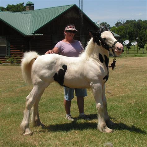 Gypsy Horse Info, Origin, History, Pictures