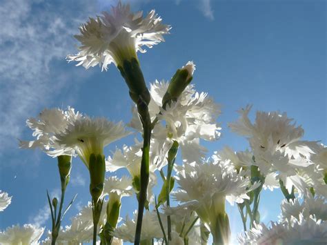 Hechizos con claveles blancos para ángeles