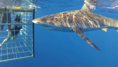 Shark Diving Oahu