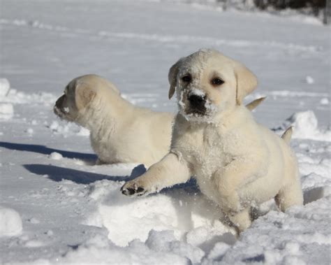 Lab Puppies Playing in the Snow - labrador Retreivers Photo (24217552 ...