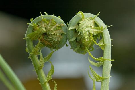 What Are Fiddlehead Ferns and How Are They Used?