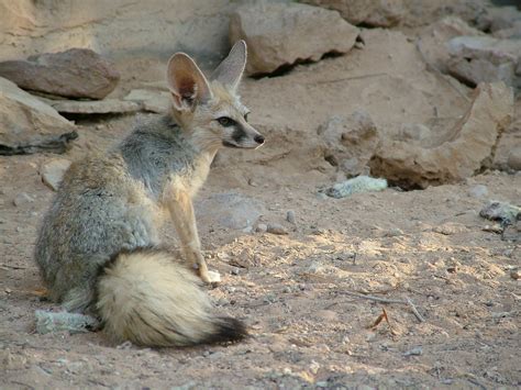 Blanfords Fox (Vulpes cana) שועל צוקים | Aviad Bar | Flickr