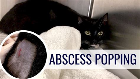 should you pop a cat's abscess - Dorothea Caudle