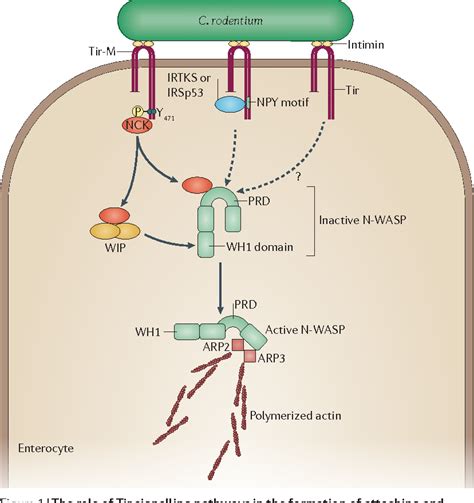 Citrobacter rodentium: infection, inflammation and the microbiota ...