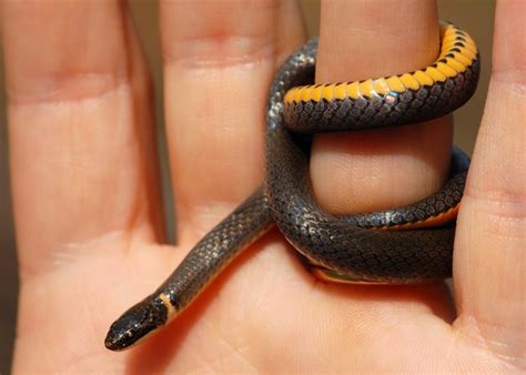 Full Grown Ringneck Snake: How to Care for Ringneck Snakes | Cuteness