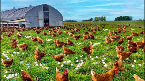 How To Raising Millions of Free Range Chicken For Eggs and Meat ...