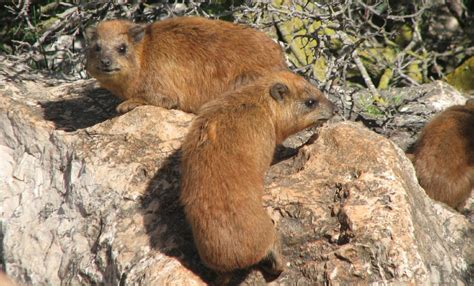 Coneys, Rock Badgers, Hyraxs. What kind of critter are those?