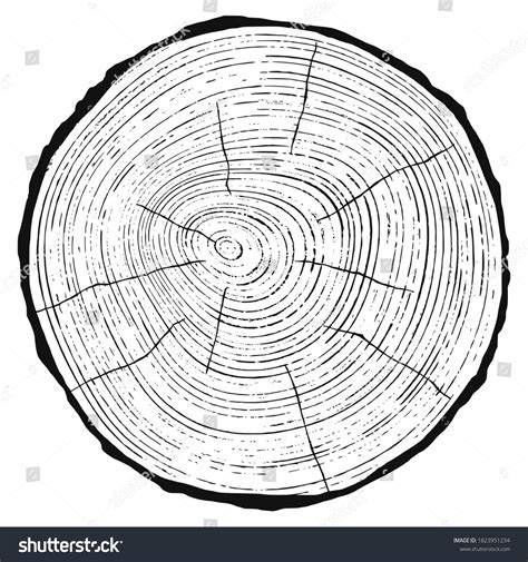 Log Cut Vector Illustration Tree Rings Stock Vector (Royalty Free ...