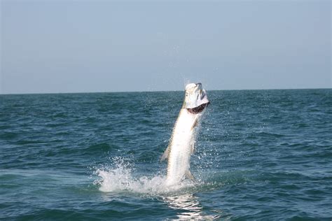 Tarpon Jump | A tarpon jumps out of the water after it is ho… | Flickr