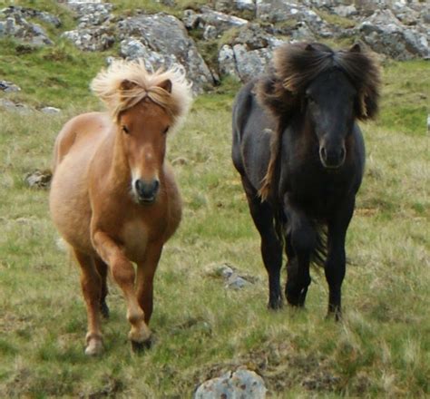 Faroe pony | Small horse breeds, Horse breeds, Horses