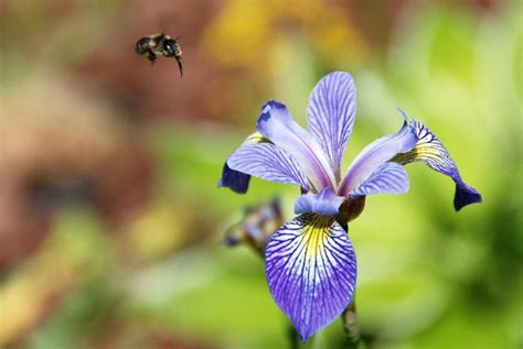 Grow Northern Blue Flag Iris: Attract Pollinators & Enhance Your Garden