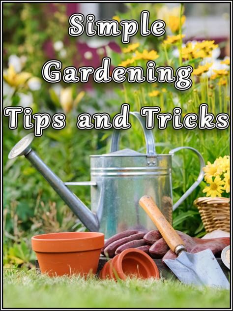 Quiet Corner:Simple Gardening Tips and Tricks - Quiet Corner