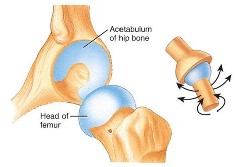 Pictures Of Ball And Socket Joint