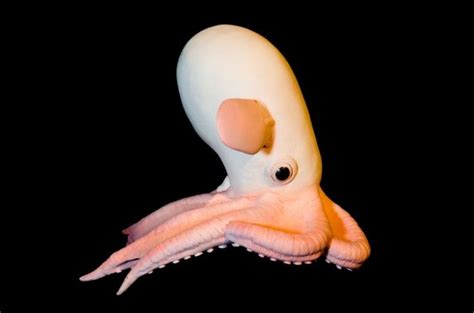 Image result for dumbo octopus | Dumbo octopus, Weird looking animals ...