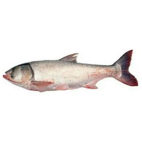 Silver Carp Fish Seed, For Farming, 18 Hrs at Rs 2/piece in Ahmedabad ...