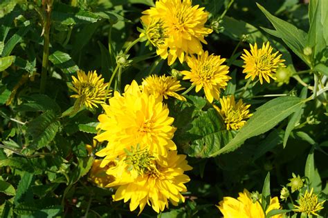 Rudbeckia laciniata 'Hortensia' - Sarastro Stauden