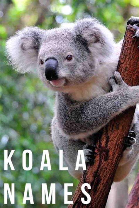 Koala Names - 100's of Cute Ideas