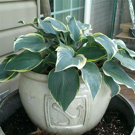 Blog.Sunset Hosta Farm.com: What Are Sun Tolerant Hostas?