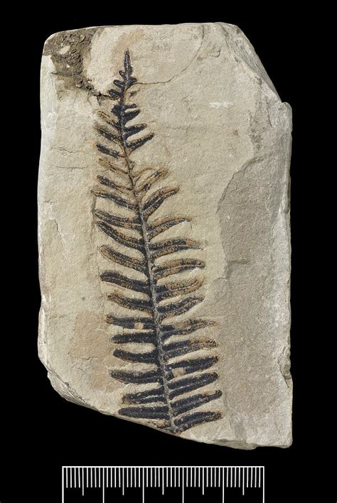 Seed Fern (alethopteris Aquilinus) Fossil Photograph by Natural History ...