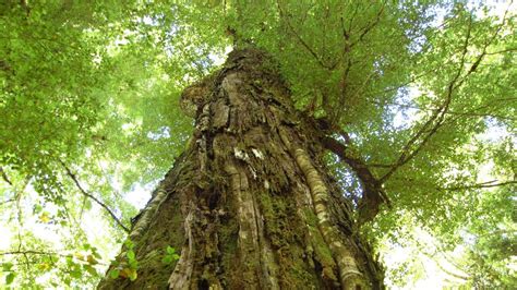 Beech forest: Native plants