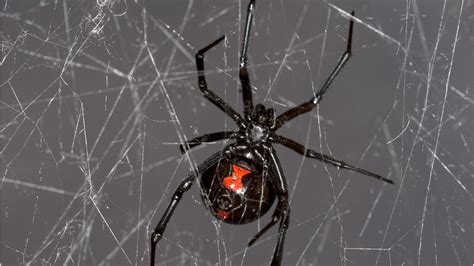 Black Widow Spider Web Identification