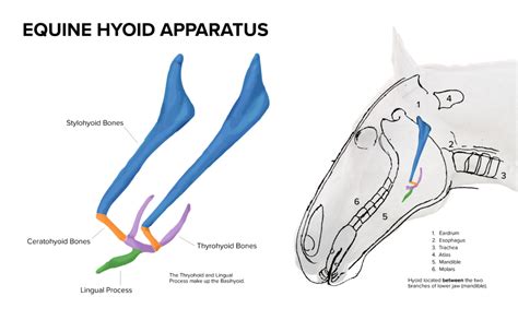 Hyoid Apparatus – Elliott Bit 'N Spur