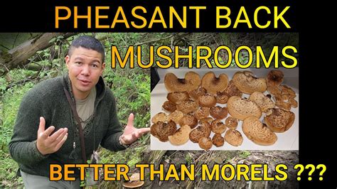 How to identify, harvest, and cook Pheasant Back Mushrooms - YouTube