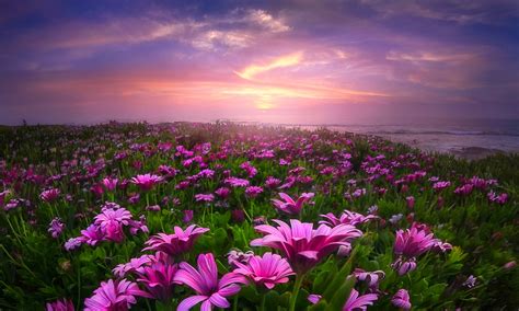 Download Daisy Garden With Purple Sunset Wallpaper | Wallpapers.com