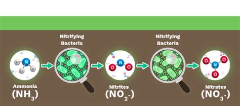 Nitrification - Labster