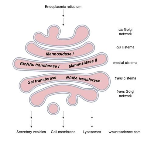 Golgi Apparatus Function – the Post Office inside the Cells - Rs' Science