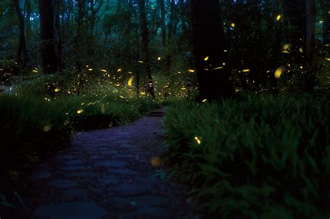 This Firefly Phenomenon In New York Will Enchant You In The Best Way ...